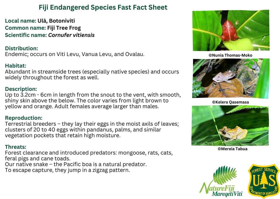 NatureFiji's tweet photo. Quick facts on our endemic frogs #CaringForFiji https://t.co/zVjknaCHRf