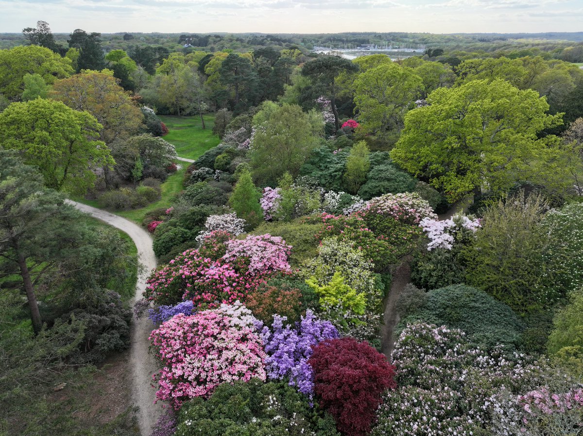 The drama builds still further… #exbury #exburygardens #wildexbury #rhododendron #azalea #magnolia #camellia #newforest #gardening #hampshire #garden #flowers #plants #nature