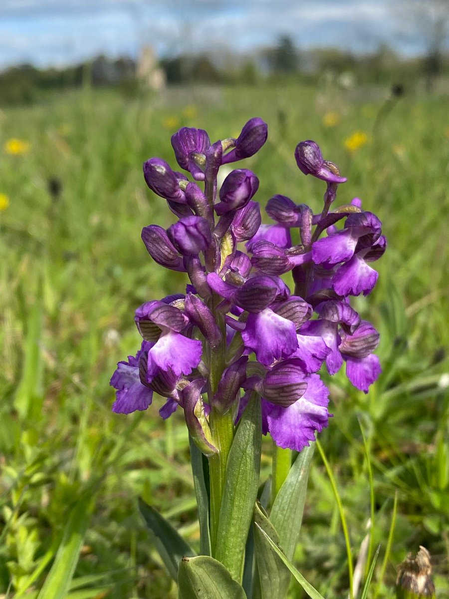 NTCroome's tweet photo. Ooh, look at these beautiful Green Winged orchids which have popped up on Church Hill 😍

Have you seen any yet? 👀 
We're keeping our eyes peeled over the coming weeks for Pyramidal, Common Spotted and Bee orchids, all of which can be found at Croome. 

📷 Hugh Warwick https://t.co/7IkFHCLpfG