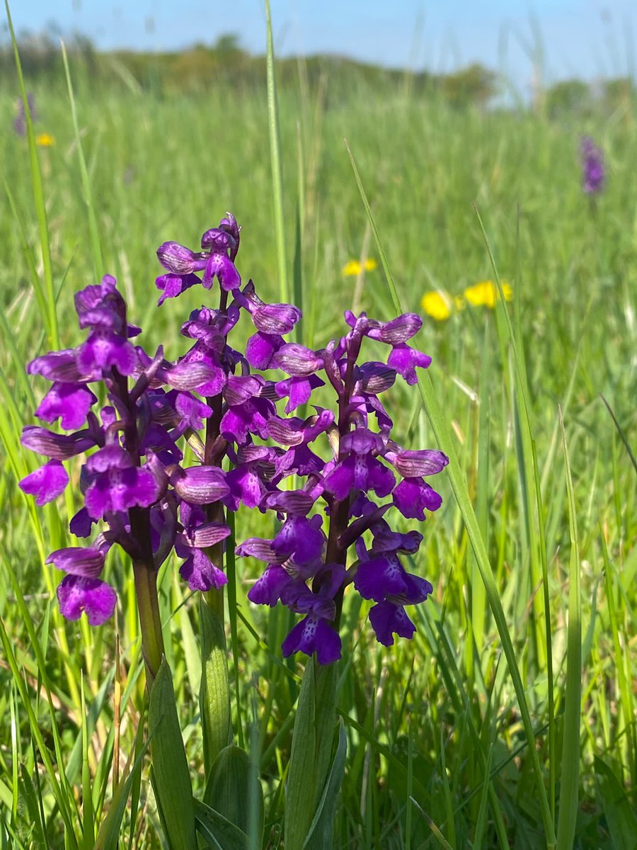 Ooh, look at these beautiful Green Winged orchids which have popped up on Church Hill 😍 Have you seen any yet? 👀 We're keeping our eyes peeled over the coming weeks for Pyramidal, Common Spotted and Bee orchids, all of which can be found at Croome. 📷 Hugh Warwick