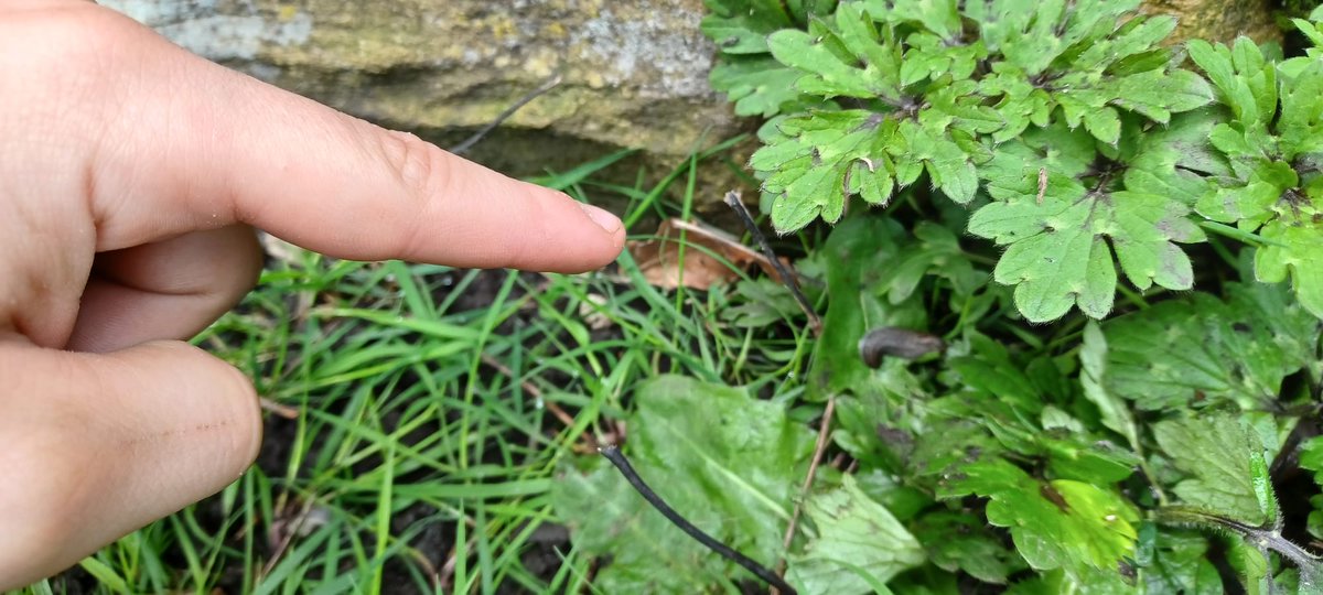 park_pru's tweet photo. Today we enjoyed bug hunting in the forest. We also saw some swans and ducks by the lake. #forestschool #OutdoorAdventures https://t.co/Ng46Mxc5SQ