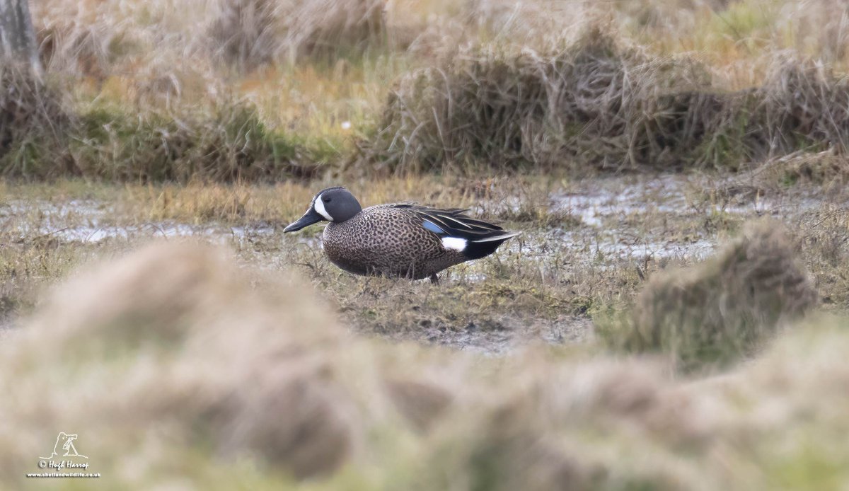 A dapper drake North American Blue-winged Teal at Scatness, Shetland this evening. Still a very rare bird in these parts with <10 previous county records.