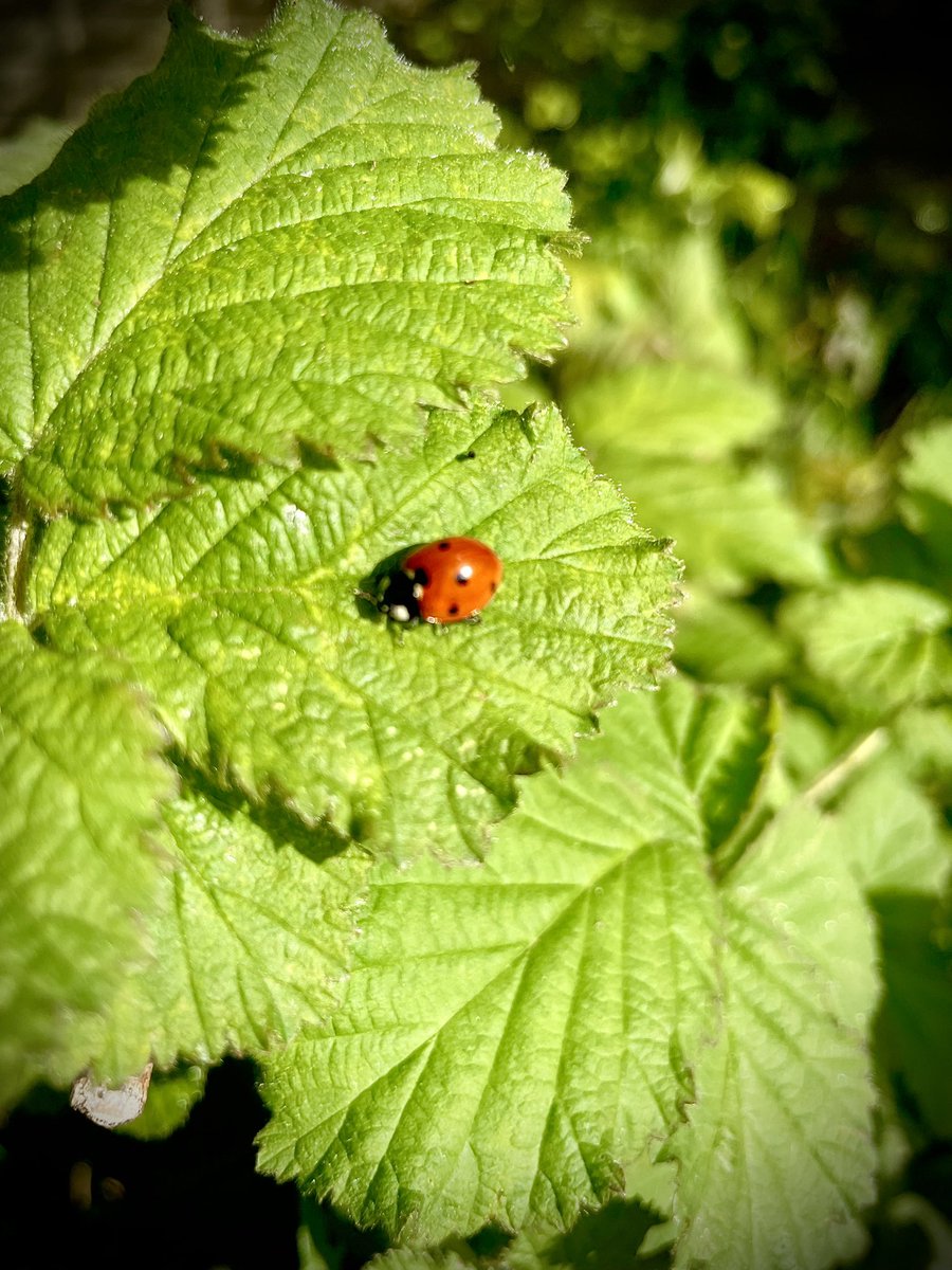 My ‘notice 3 good things in nature today are 1. The joy of seeing a male bullfinch in our garden this morning (no image) 2. A bee catching some early morning rays on the trunk of a Scots Pine Tree 3. A little speck of red amongst the bramble- little ladybird sitting in the sun