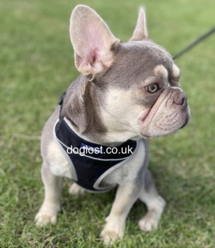 🆘22 APR 2024 #Lost TEDDY #ScanMe #STOLEN??
Isabella Tan French Bulldog Male
nr Victoria Park #Widnes #Cheshire #WA8
Please look out for TEDDY, if FOUND he should be reported to the Dog Warden (required by LAW). He can be taken to any Vet to be scanned
doglost.co.uk/dog-blog.php?d…