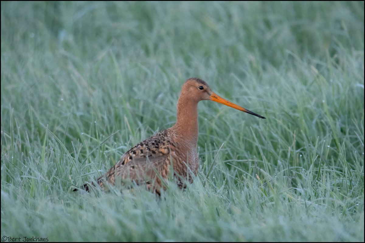 Vanmorgen vroeg, grutto in het bevroren grasland. #vogelskijken