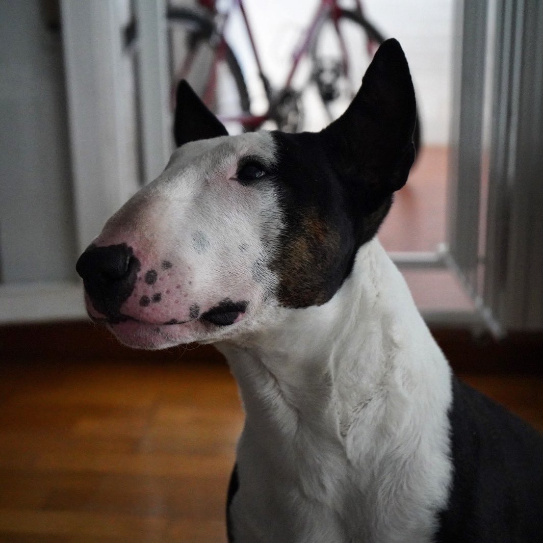 Padri El Alucinante 🕸 tweet media