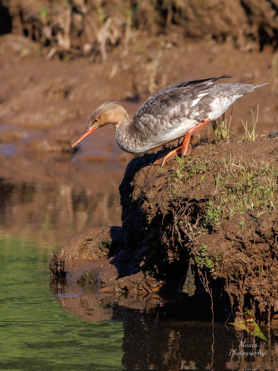 gone_mac's tweet photo. Caught My first #RedbreastedMerganser (#Mergusserrator) at the Roswell RiverWalk.
#Canon EOS R7
#SIGMA 150-600mm C
#waterfowl
#TwitterNatureCommunity #wildlifephotography #birds #birdphotography #birding #BirdTwitter #canonphotography #ShotOnCanon #NaturePhotography https://t.co/N7qys8BuZX