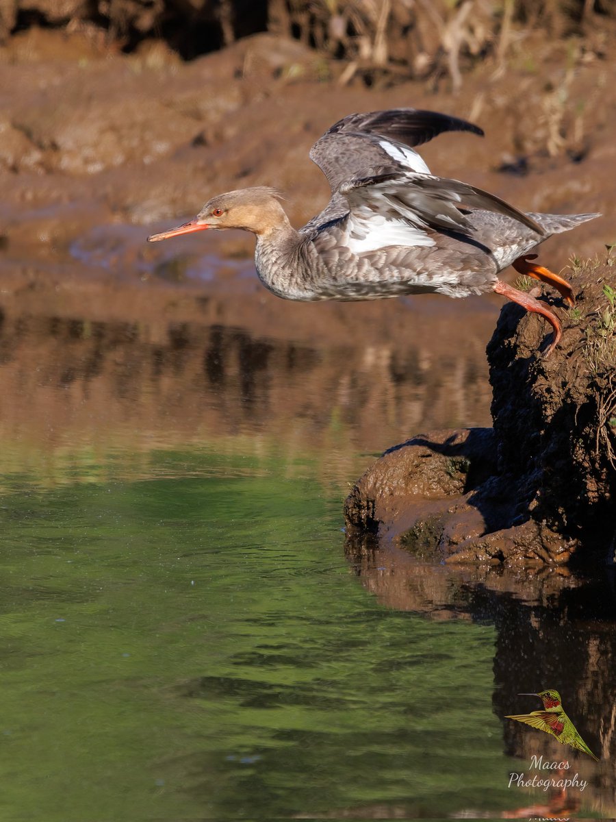 gone_mac's tweet photo. Caught My first #RedbreastedMerganser (#Mergusserrator) at the Roswell RiverWalk.
#Canon EOS R7
#SIGMA 150-600mm C
#waterfowl
#TwitterNatureCommunity #wildlifephotography #birds #birdphotography #birding #BirdTwitter #canonphotography #ShotOnCanon #NaturePhotography https://t.co/N7qys8BuZX