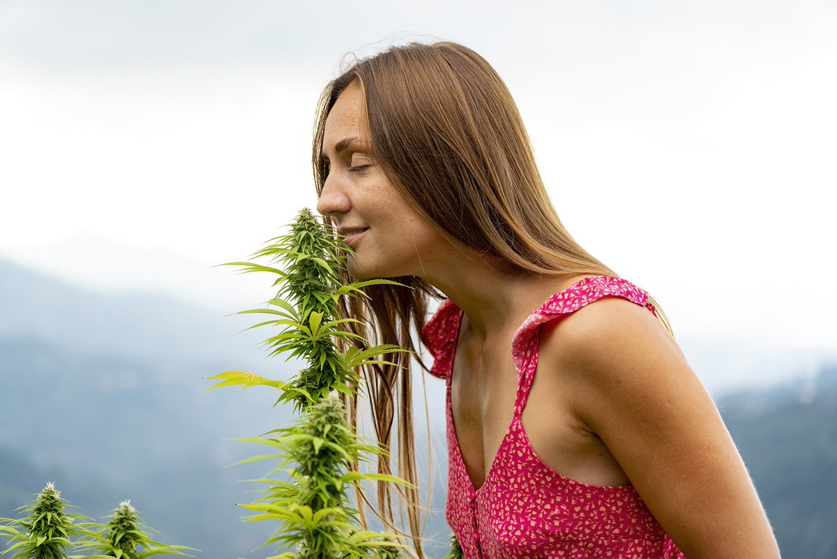🌿✨ Entdeckt die Vorteile von Cannabis-Stecklingen für eure Hanf Growing Experimente! 🌱 Lest unseren neuesten Blog-Artikel für mehr Infos. 💚 #deutsch #Cannabis #HanfAnbau #hanf #Stecklinge Zum Artikel👉 cannabis-home-growing.blogspot.com/2024/04/voteil…