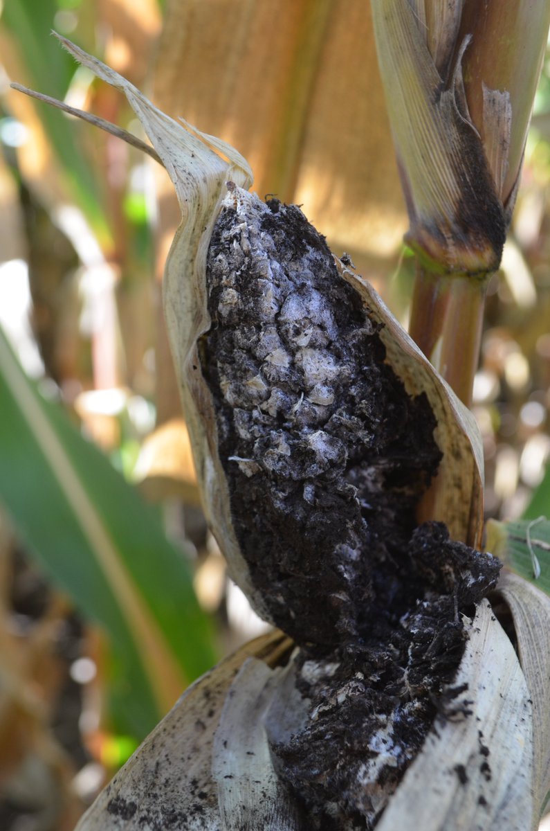 Carbón de la Panoja. Primera campaña que podemos diferenciar híbridos de maíz en su comportamiento. Trabajo realizado en conjunto entre entidades y semilleros. Link: drive.google.com/open?id=1flQiB…