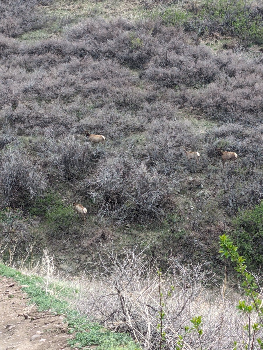 Whitetail deer