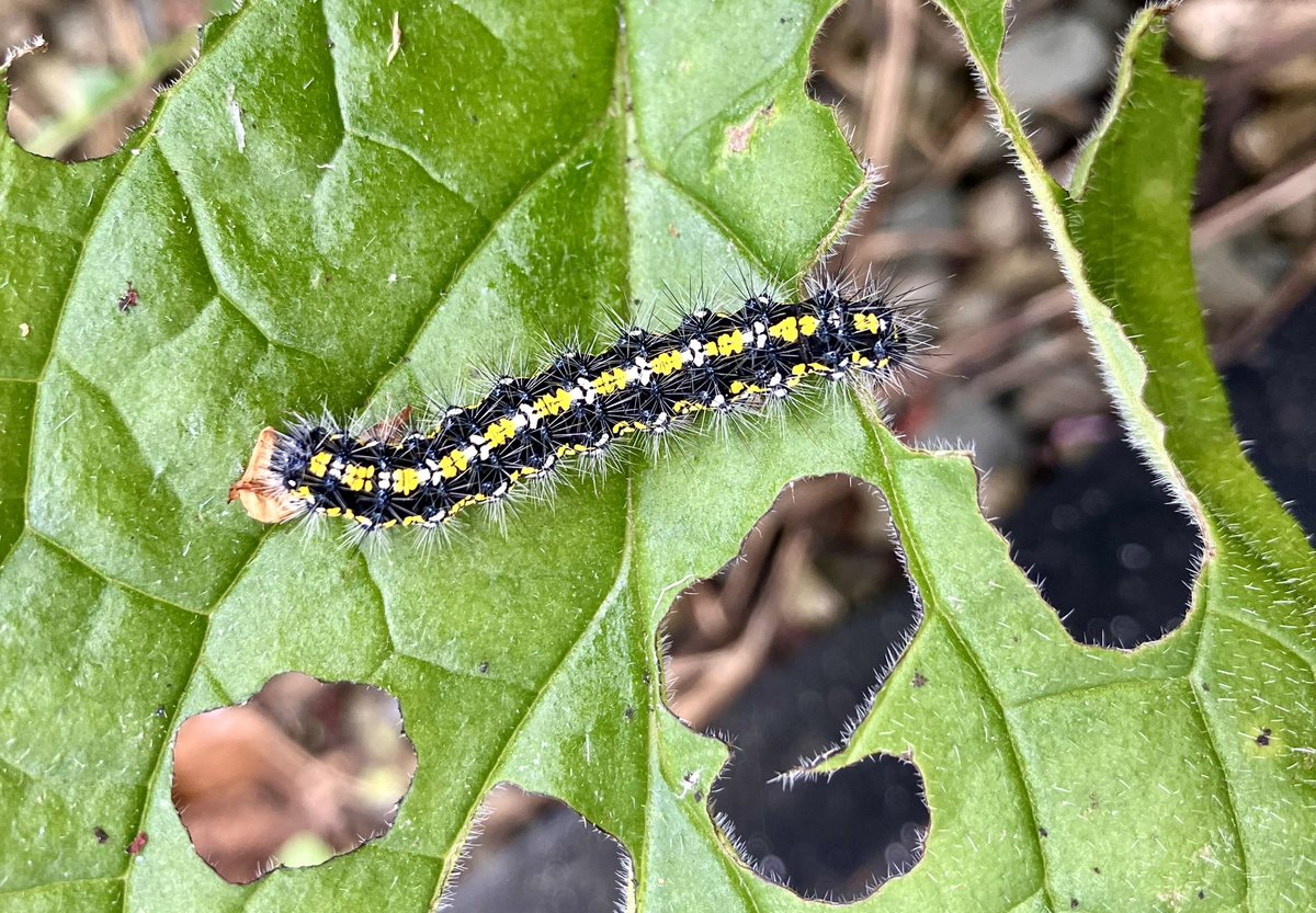 The village will soon be ablaze with scarlet tigers, every patch of comfrey here is thick with their caterpillars ❤️