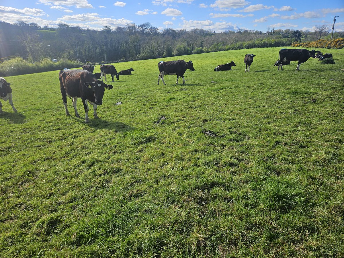 CashmanPa's tweet photo. Good grazout grass varieties + clover = Paddock grazed clean and cows still don't want to leave 😅

@TeagascGrass10 
#cloverweek https://t.co/llfRe0Gbja