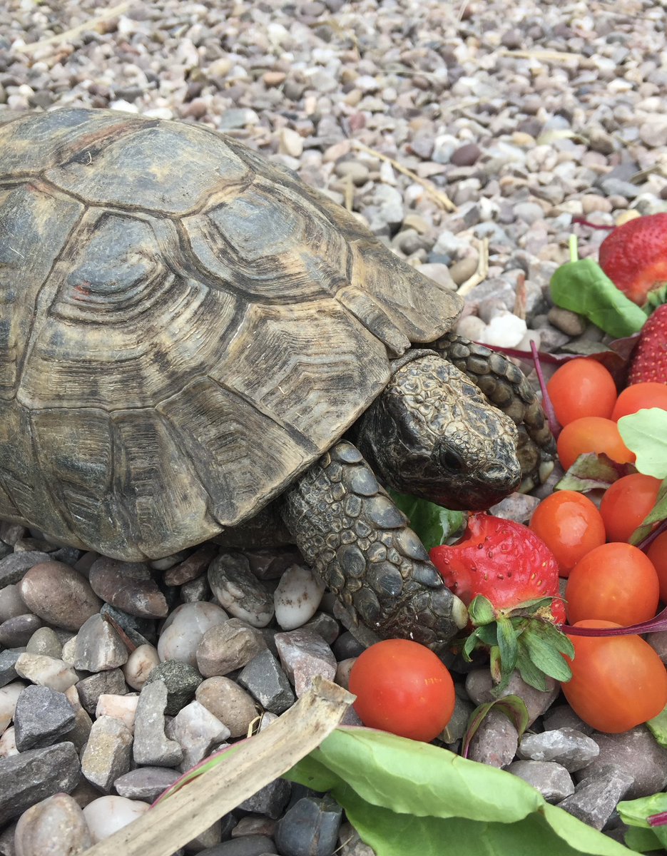 @_MGosling @MartynReah Sorry to disappoint Michael… …I’m a doer, not a writer! 🤣 …but I’m sure that Hurricane would send you a signed photo for your office wall! 😍🐢