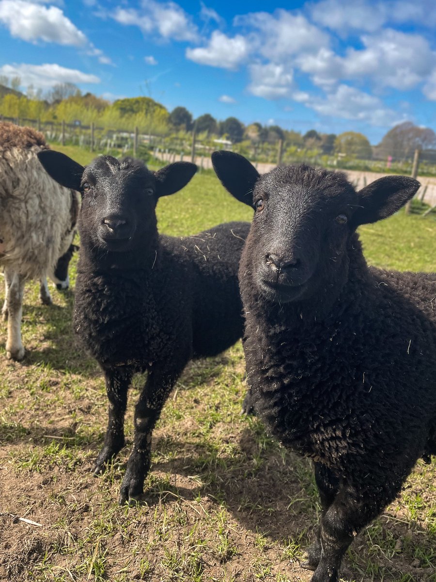 Meet... TWM a TOM 😍 🐑❤️

We named our two black lambs! Thank you so much for all your suggestions. It was a tricky decision with so many great names to pick from.

Come and say hi to them down at the Field Trail 👋