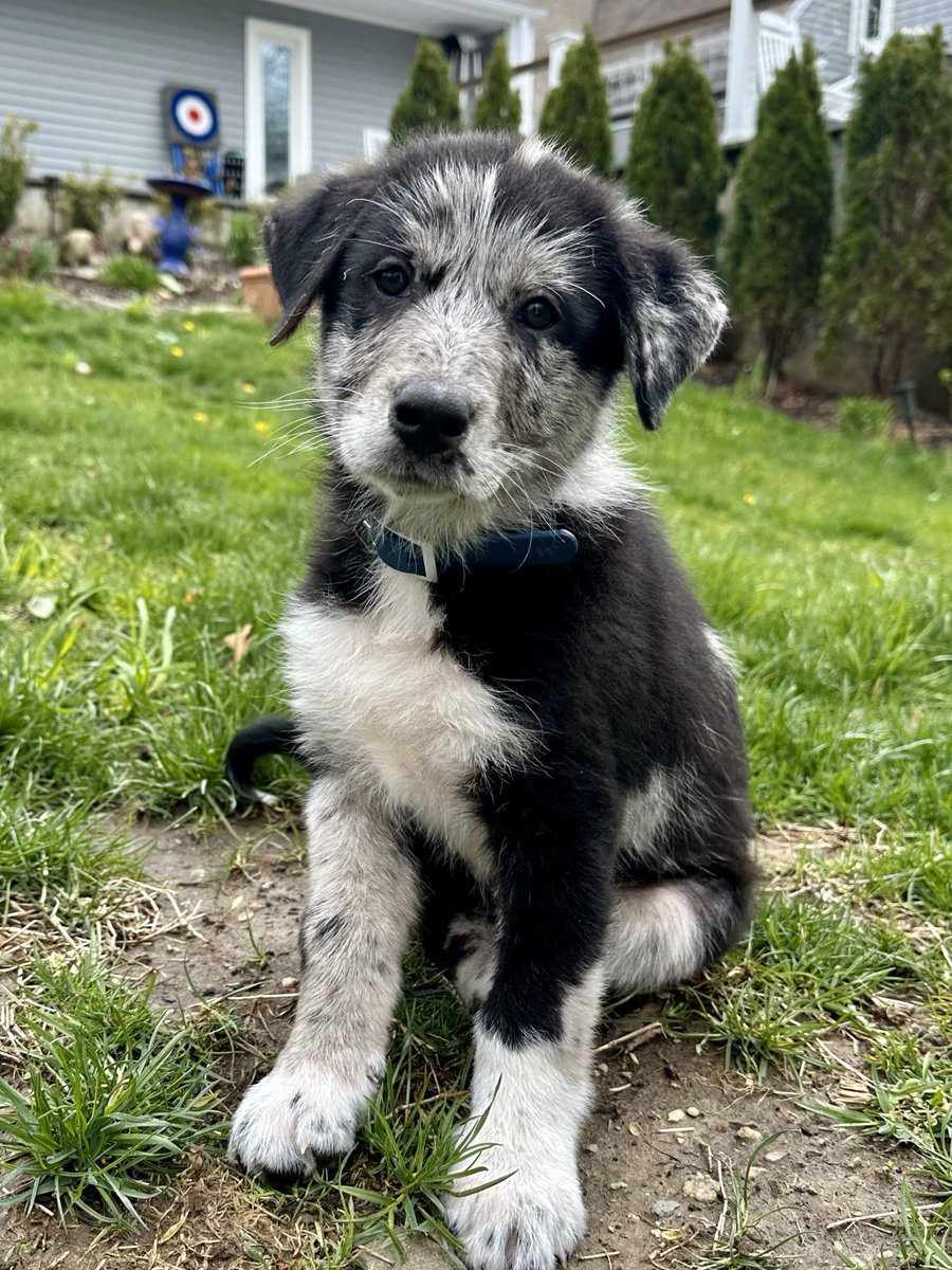 Meet our gorgeous Bon Jovi - she's a 12 week Aussie/Border Collie mix who is going to WOW you with her cuteness and charm. Happily she is healthy and adorable. She is learning to be crate and house trained and to have good manners. Apply only on our website. #bordercollie #aussie