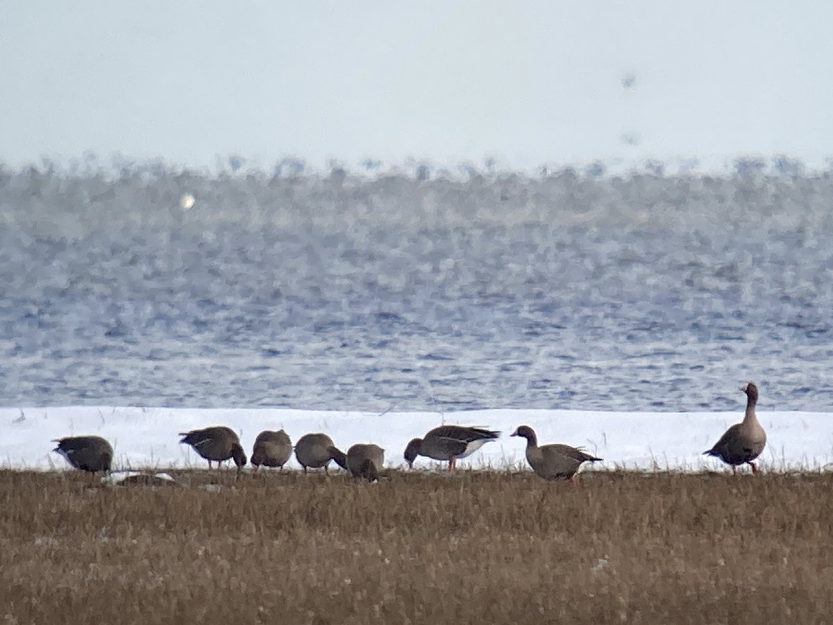 Day one of the Lesser White-fronted Goose EU LIFE project workshop on snowy Hiiumaa island, Estonia. A group of 12 enthusiastic Estonian conservationists and birdwatchers diving deep into conservation and identification of the species. wwf.fi/lwfg