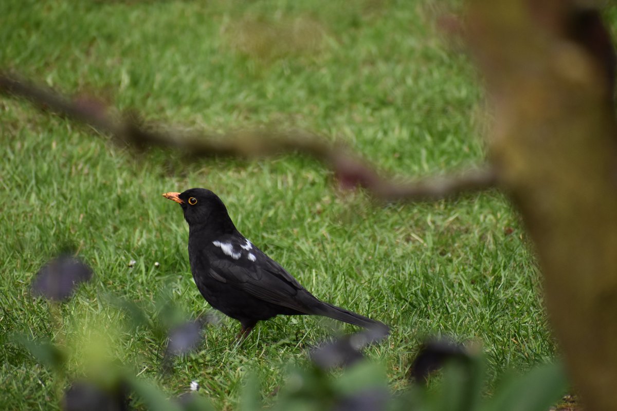 Leucistic blackbird in my south Leicestershire garden @_BTO @Natures_Voice @LeicsWildlife