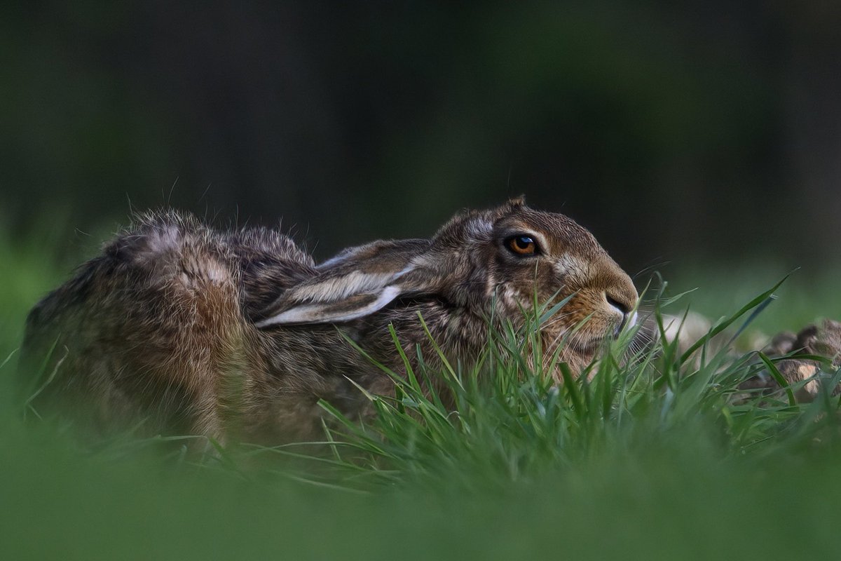 Lazin’ on a Sunny afternoon  🎵🎶
#hare #brownhare #snoozinghare #Springwatch #BBCWildlifePOTD #wildlifephotography #Norfolk