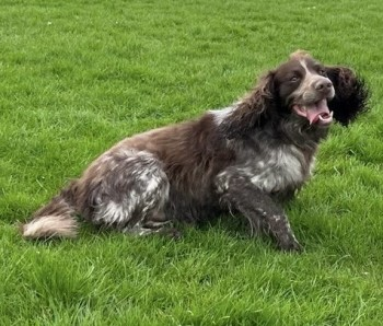 🆘21 APR 2024 #Lost ROLO #ScanMe Brown & White Sprocker Male Woodbank Park #Offerton #Stockport #SK1 At the bottom of the hill in the River Goyt on the stone “beach” PLEASE SHARE😢 doglost.co.uk/dog-blog.php?d…