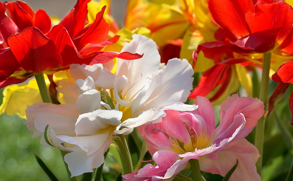 Tulips
Dancing. The flowers are dancing!

henrydomke.com/index.php?modu…

#tulip #orange #red #spring #garden #macro #bulb #flower #bloom #closeup #pattern #nature #naturephotography #ArtForHealing #HealthcareDesign #fineartphotography #evidencedbasedart #wallart #healingart #artwork