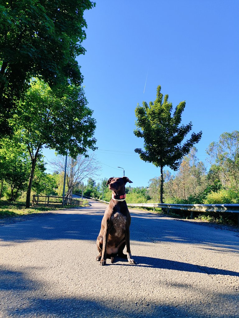 Dogs life.
#estrela
#BestFriend 
#enjoynature