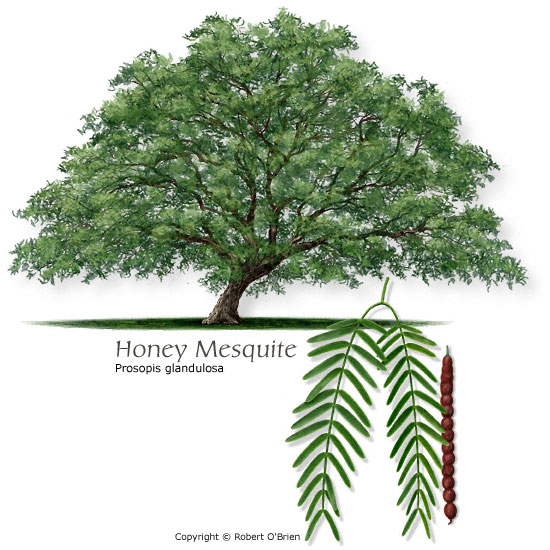 Honey mesquite is one of the most common species of trees in Texas, except for in East Texas. Honey mesquites can be identified by their crooked trunks and a spreading, open, irregular crown of drooping foliage. #SpeciesSpotlight