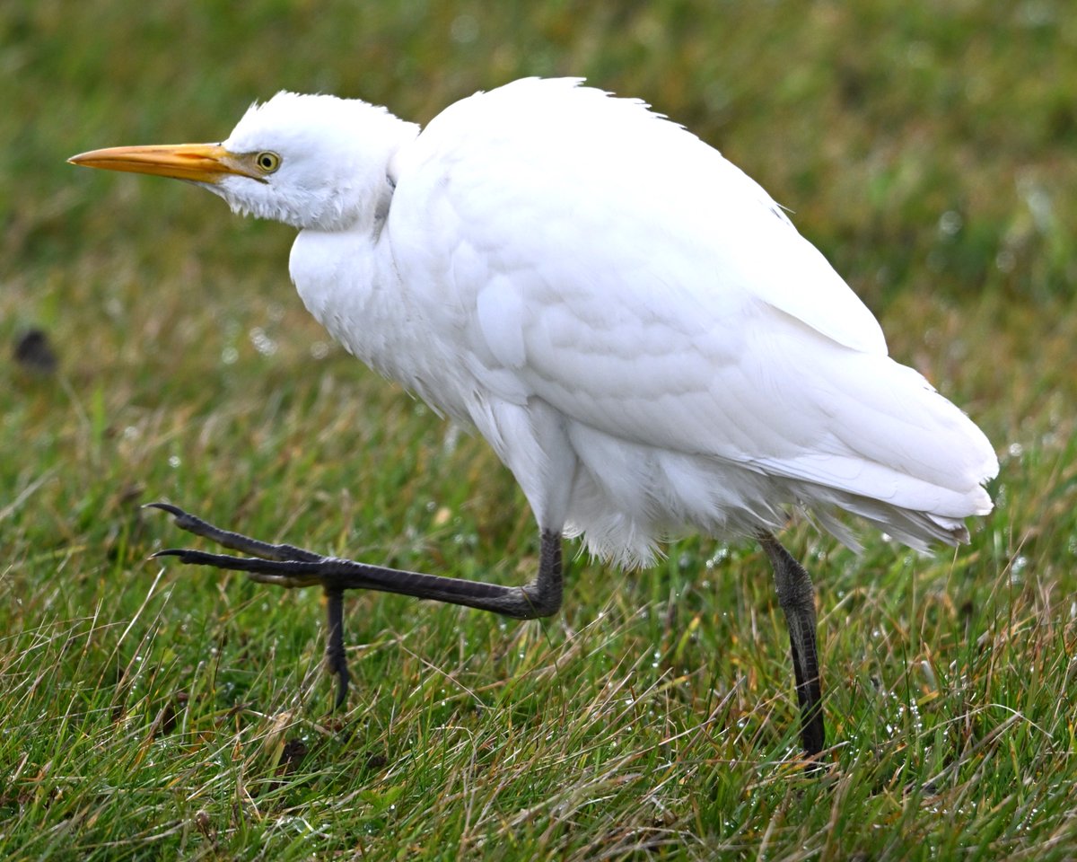 My '' cup runneth over'' this afternoon we came across three Cattle Egrets...the small things in life can make you soooo happy.