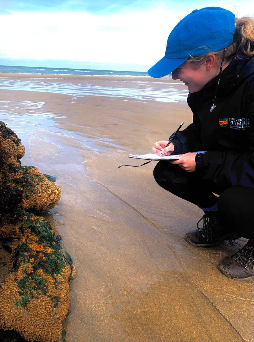 @plymbiolmarsci field trip to Bude in Cornwall where there are loads of honeycomb worm (Sabellaria) and mussel (galloprovinicalis?) reefs harbouring fish, lurking in wait for the next incoming tide, and whacky Celtic sea slugs breathing the fresh spring air until submersion.