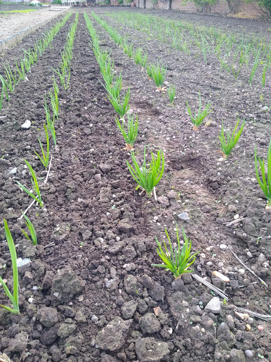 Spring garlic, shallots, onions all taking off well. Just began to work through the soil this afternoon, keeping it moving now reduces weeds later.
#GardeningTwitter #GardeningX #garden #gardening #GardenersWorld