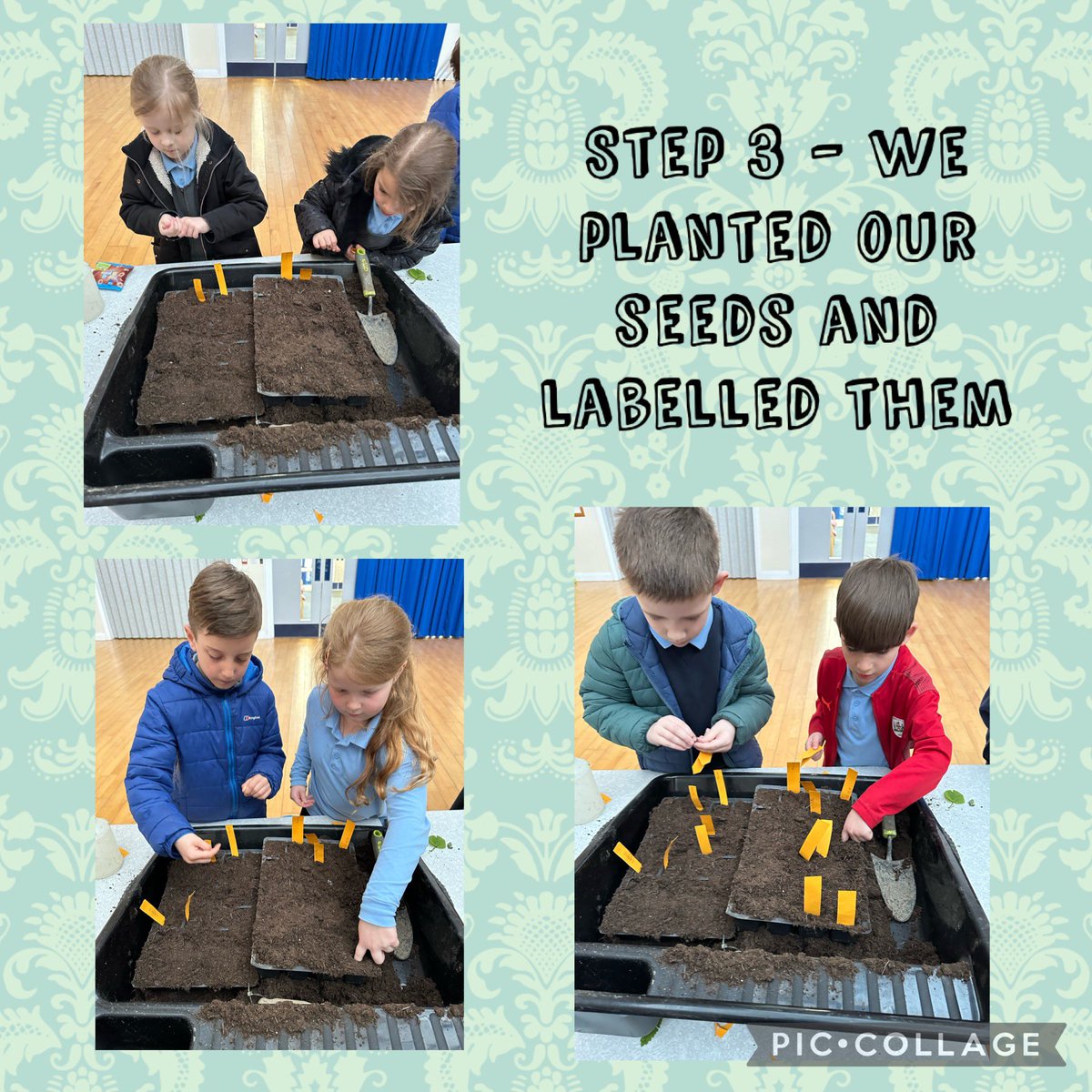 What a brilliant start to Gardening club! First we looked at our raised beds and discussed why it is going to be important to remove all the plants and weeds currently there. Then we got busy filling seed trays and planting away! The growing competition is ON 🌱🫛