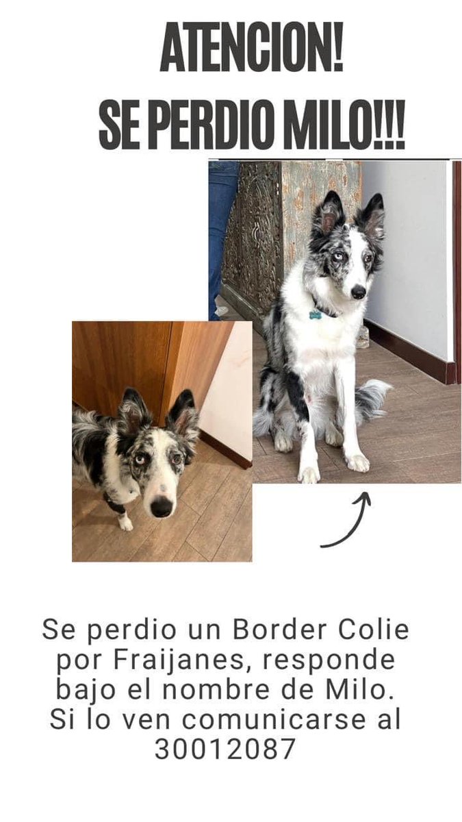 #perroperdido #Guatemala