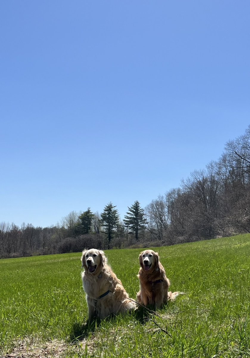 Beautiful blue sky and beautiful day for a walk. At Garnsey Park. #GoldenRetrievers #RescueDogs #SeniorDogs #Brookhaven #dogwalk