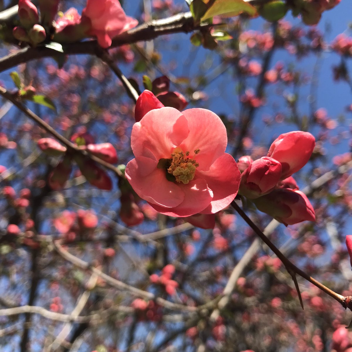 Need a break, will be touching grass for awhile, things are blooming in my yard so that’s nice 🌺