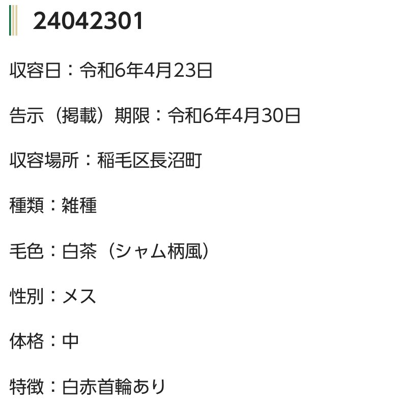 🆘緊急🆘#拡散希望
🆘告示(掲載)期限4/30(火)🆘
4/23(火)#稲毛区 #長沼町
#赤白首輪 中型 #白茶♀#シャム風猫
🆘大至急‼️🆘🙇🏻‍♂️
#千葉市 動物保護指導センター℡0432587817
#迷い猫 #迷子猫 #保護猫 #収容猫 #シャムミックス?#シャム風 #シャム系 #シャム柄 #シャム猫?#茶シャム?#笹かま猫?#茶白 #千葉県…