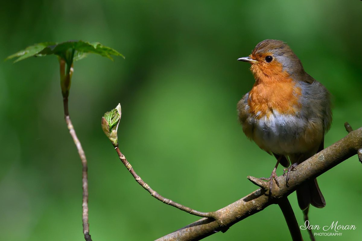 Morning walk along the River Lagan, in the sun ! Great Wagtail, Collard Dove & Eurasian Robin Nikon Z9, 600mm PF, f/6.3