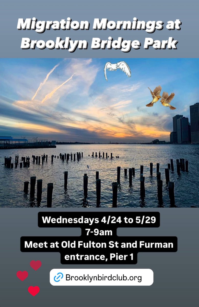 First of Season (FOS) Brooklyn Bridge Park outing tomorrow! brooklynbirdclub.org/event/wednesda…