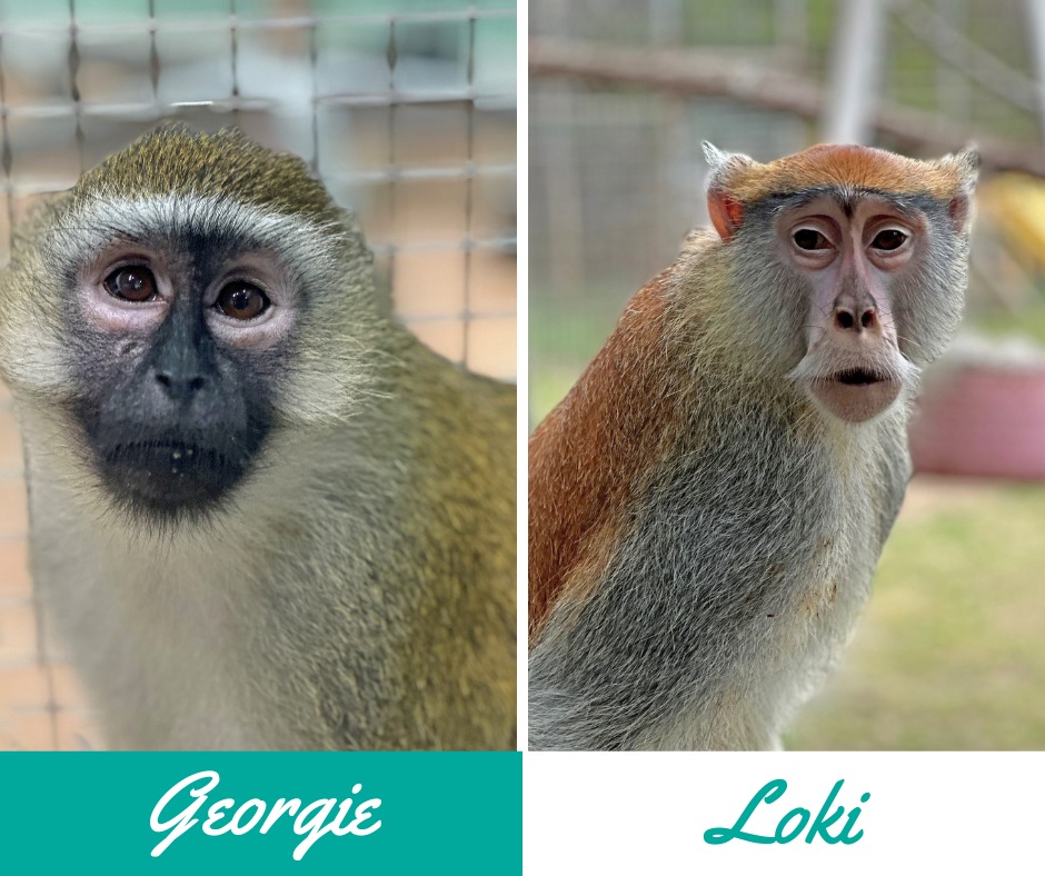 New rescued ex-pet arrivals! Vervet monkey Georgie bit the owner, +Patas monkey Loki kept escaping and roaming the streets of Indianapolis. He was confiscated by Indianapolis Animal Care Services + placed with Primarily Primates. We are now home to 8 patas.