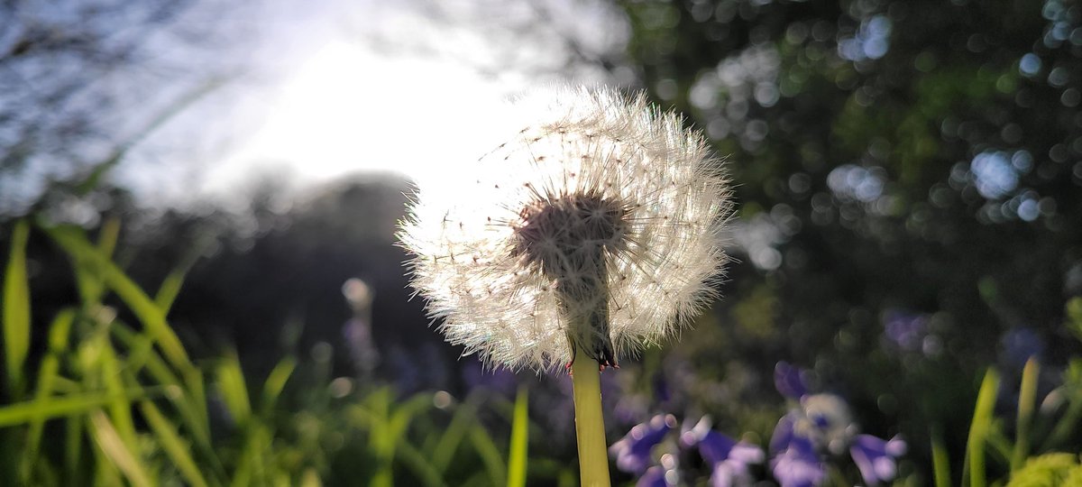 SteveMulville's tweet photo. A lovely Spring evening here in Aintree Village πͺ»πͺ»πͺ»
A Ted cool though on our
walkπβπ¦ΊπΆββοΈπ..I meant a Tad cool π
#April
#verybritishweather
#Springtime https://t.co/x1F9bi76oy
