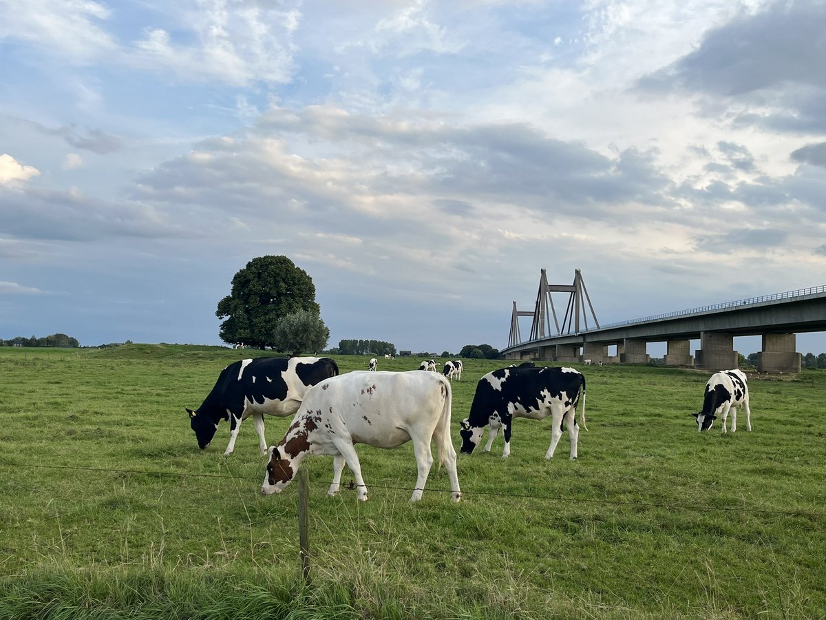 Gefeliciteerd <a href="/NatuurrijkLB/">Natuurrijk Limburg</a> en Maaskracht, we bundelen de krachten! Komend jaar beheren we van Nederhemert tot Maastricht de Maasoevers met lokale boeren op een manier die goed is voor boer en natuur. 

En het levert ook nog schitterende plaatjes op