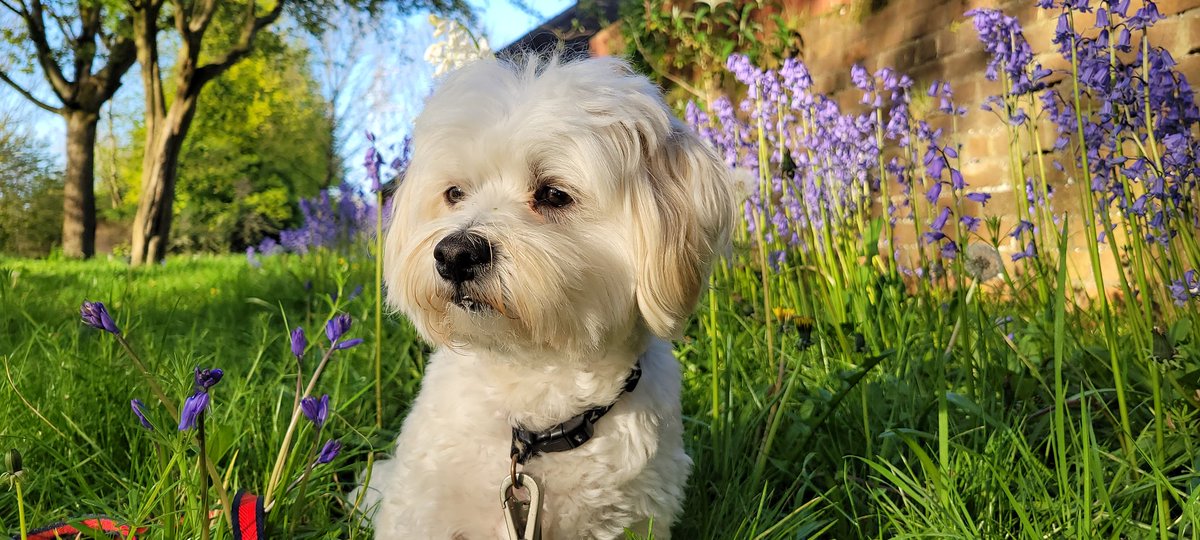 SteveMulville's tweet photo. A lovely Spring evening here in Aintree Village πͺ»πͺ»πͺ»
A Ted cool though on our
walkπβπ¦ΊπΆββοΈπ..I meant a Tad cool π
#April
#verybritishweather
#Springtime https://t.co/x1F9bi76oy