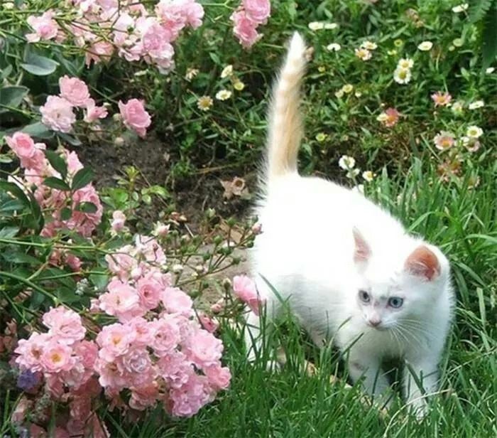 softdeIicacy's tweet photo. surrounded by flowers. https://t.co/OpNoKq1Q1t