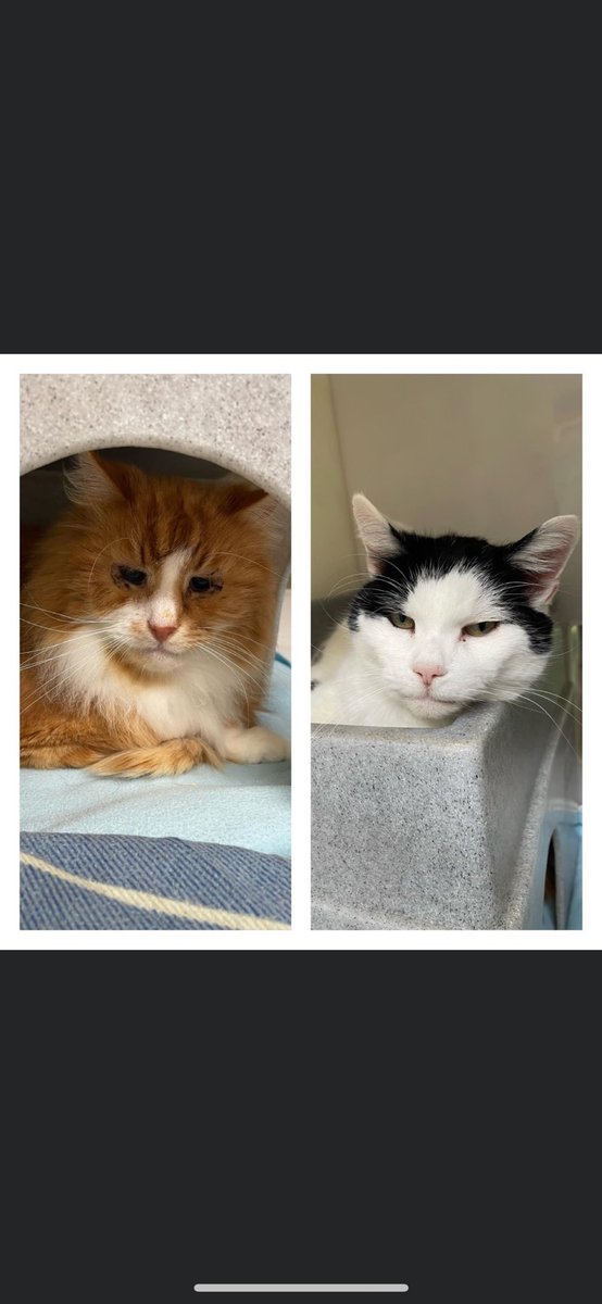 Best friends Christian and Frances are looking for a new home together due to no fault of their own. Christian is 11 years old and Frances is 15 years old. They are a special pair who love to have some fuss. #seniorcats #adoptdontshop #gingercat #rescue #monochromemoggy