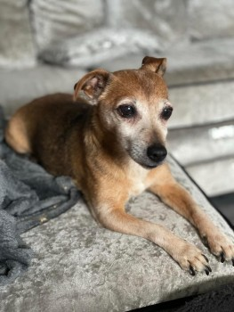 millypod1's tweet photo. 🆘21 APR 2024 #Lost PENNY
Ginger Jack Russell Terrier Female
Wych Road #Droitwich #Worcestershire #WR9
https://t.co/CkQ1jnmjRy https://t.co/j5jA1YwXIl