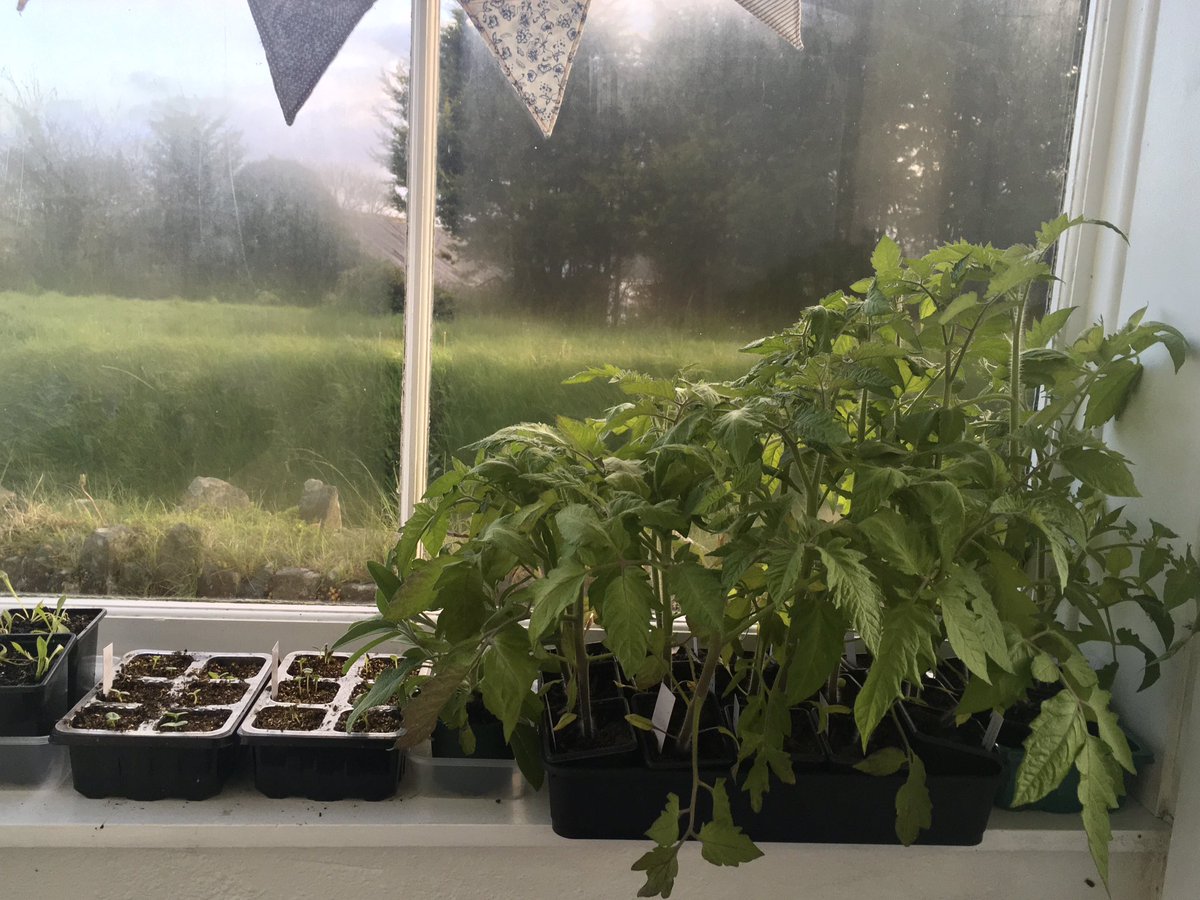 keithtesterliv1's tweet image. I hope the weather here at The Devon Patch warms up soon, as these tomatoes need to go out!
#DevonPatch #tomatoplants