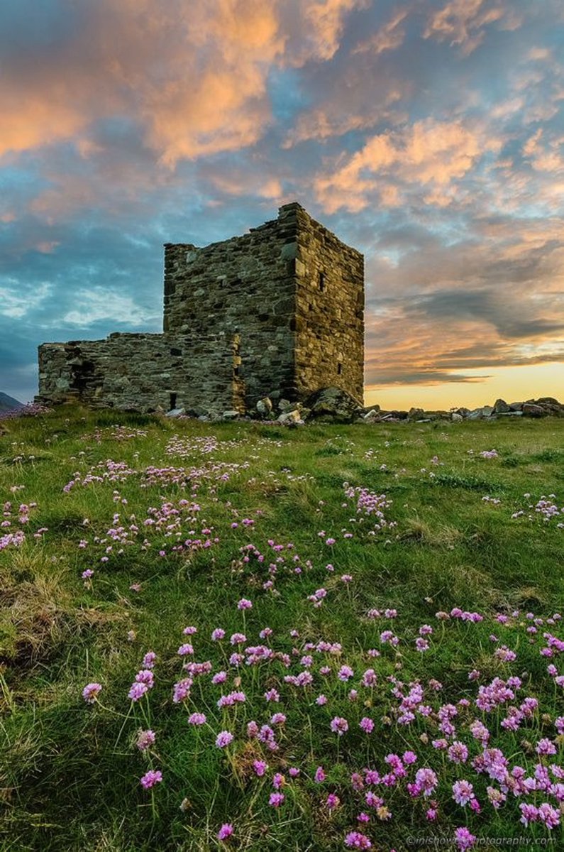 Wild flowers bloom near the ruins of Carrickabraghy Castle, Built in the 16th century. Was a O'Doherty stronghold. Inishowen Peninsula, Ireland. NMP.