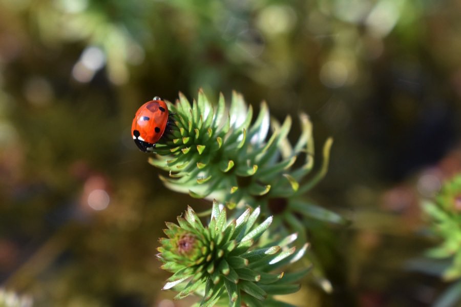 Ladybirds are lovely! They help maintain a healthy ecosystem in gardens and green spaces - so to support them, grow nectar-rich plants, and don’t use pesticides 🐞 More: bit.ly/3w7NpUI #nature #biodiversity