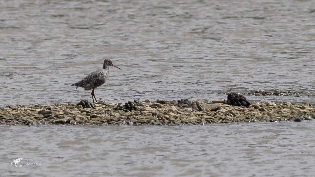 The long-staying #Spotted_Redshank from the Hogarth hide today @slimbridge_wild. Looking great but always a bit distant #GlosBirds