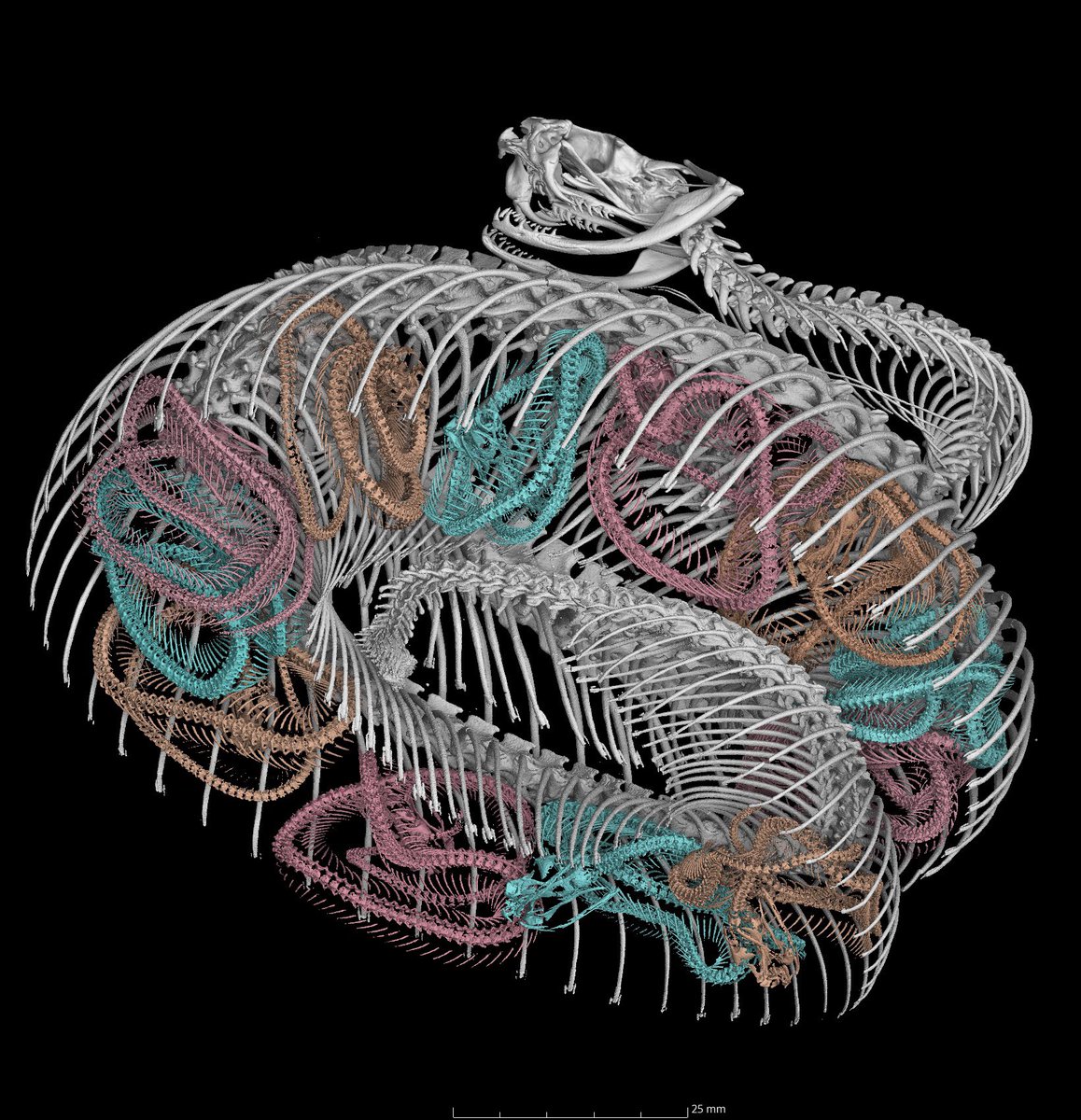 I’d like to take a moment to share a CT scan of my favorite specimen in the entireUMMZ - - a 100 year old mama Massasauga rattlesnake with 12 little pups perfectly coiled inside. I love her. 🐍💜. #umicheeb #ssar2024 #ctscan