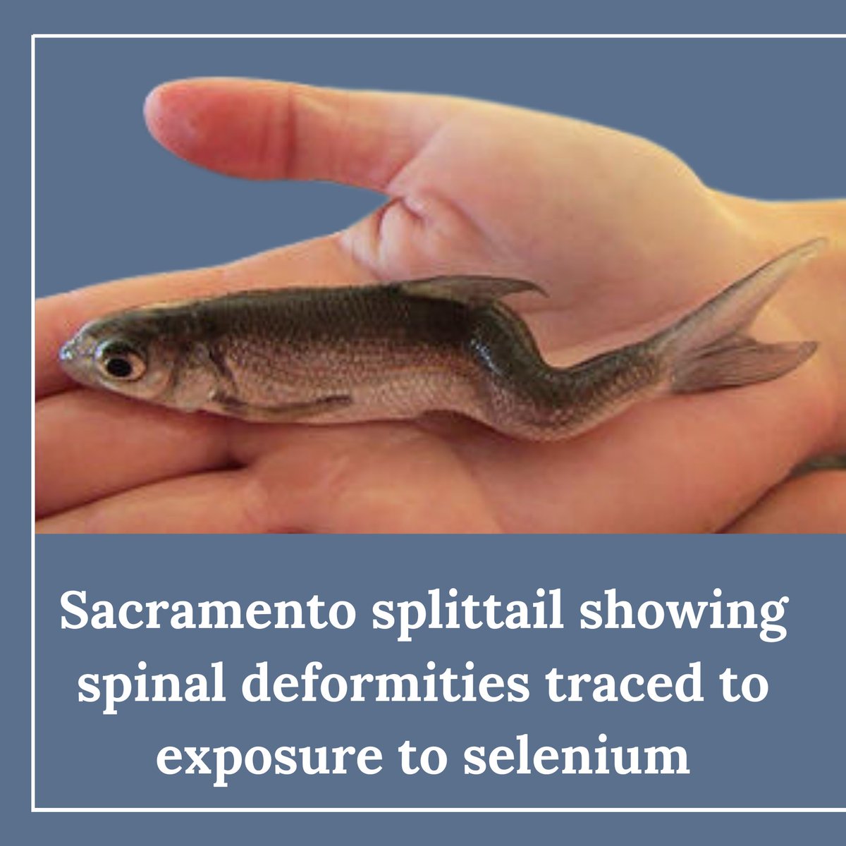CalSportPA's tweet photo. CSPA Urges Regulators to Control Toxic Pollution from Selenium

https://t.co/6gum7EFhFQ https://t.co/e4es17G0ck